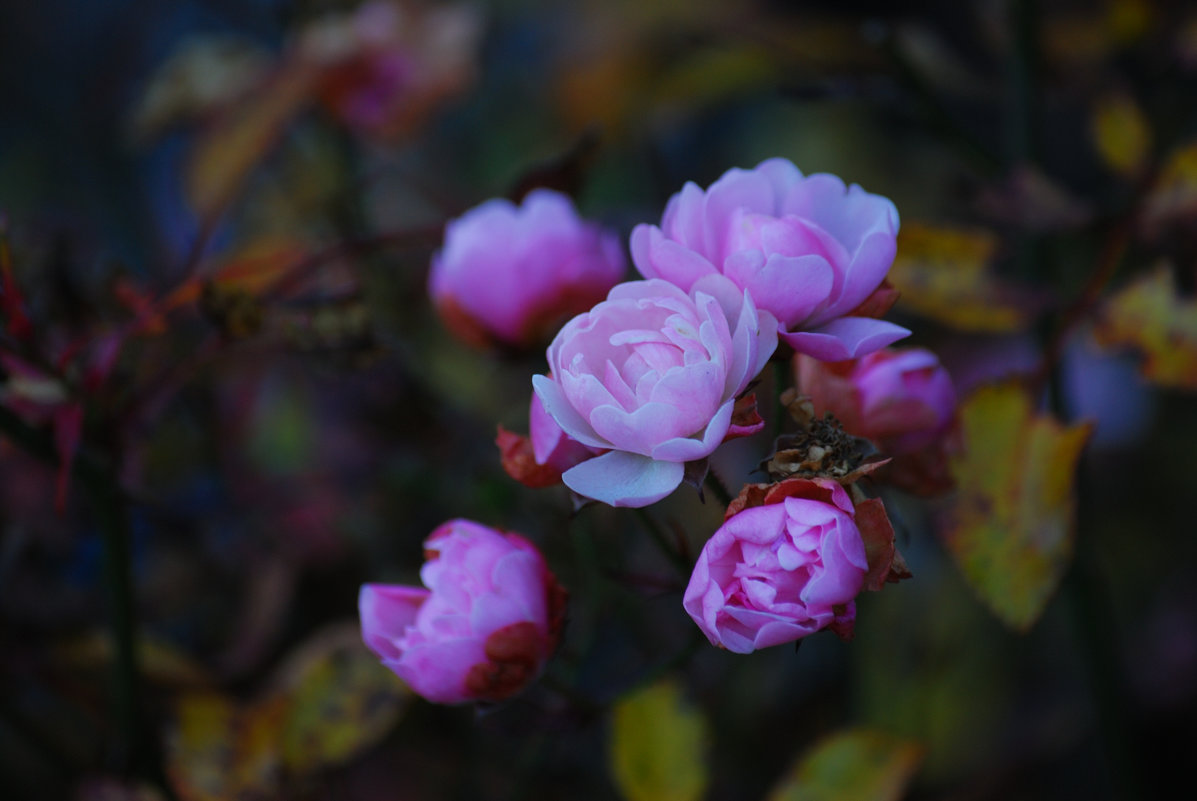 Ноябрьские розы - Evgeniia Pershina