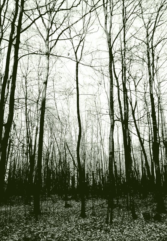 И  темнота редеющего леса..(вар.1 ).... - Валерия  Полещикова 