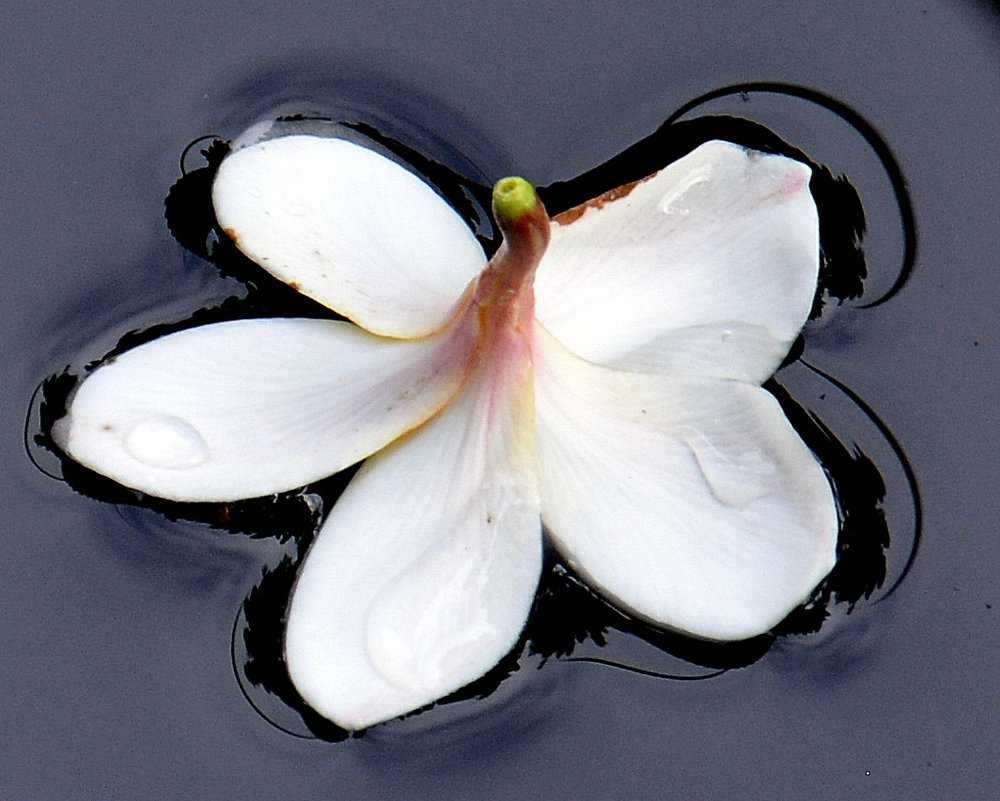 Цветок на воде - Асылбек Айманов