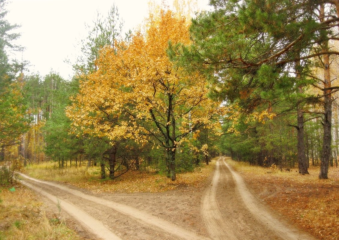 Осенними дорожками... - Лена L.