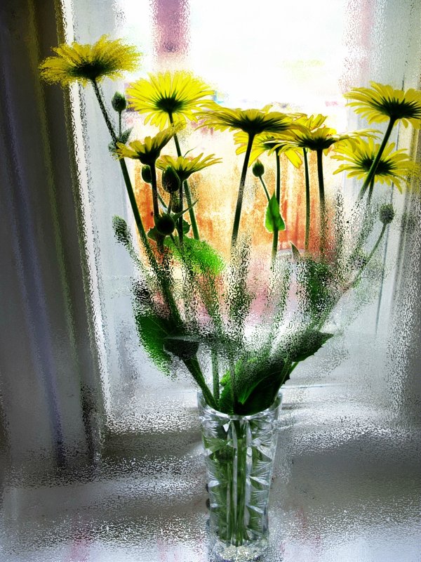 Цветы на окне - Евгений Дубовцев