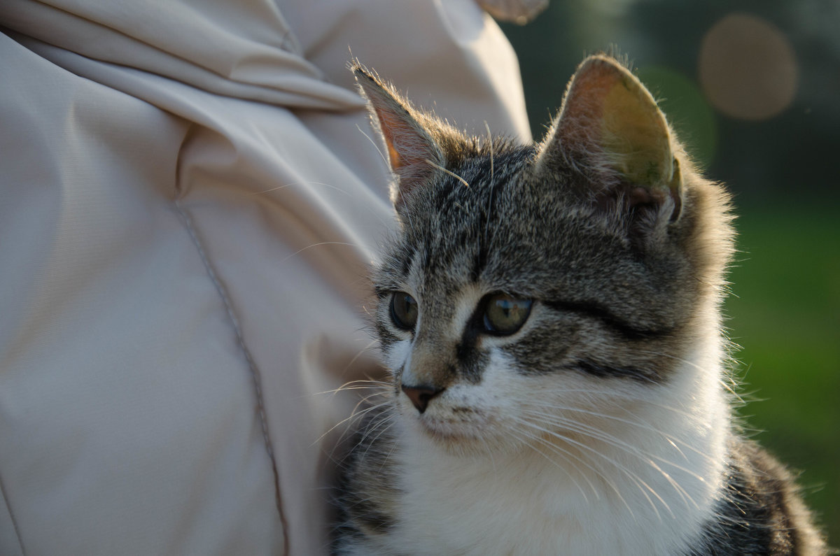 Little fury friend - Алексей Гимпель