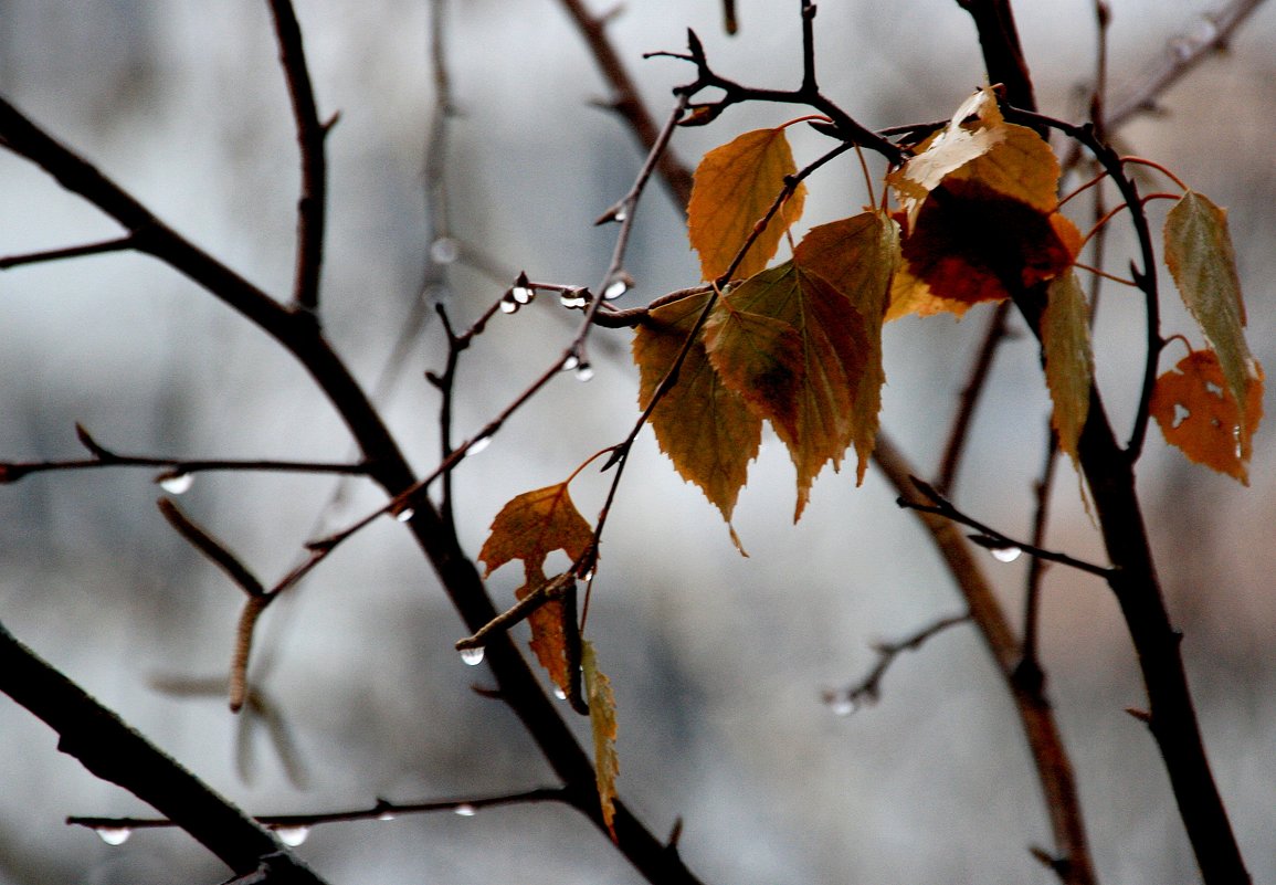 Ноябрь...  то снег, то  дожди.... - Валерия  Полещикова 