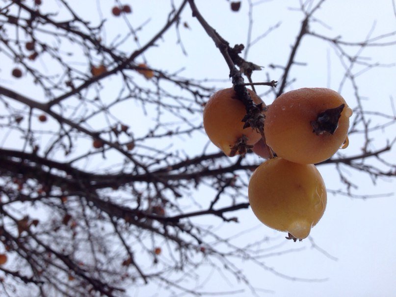 Яблоко на снегу, яблоки на ветке - VINOKUROV 