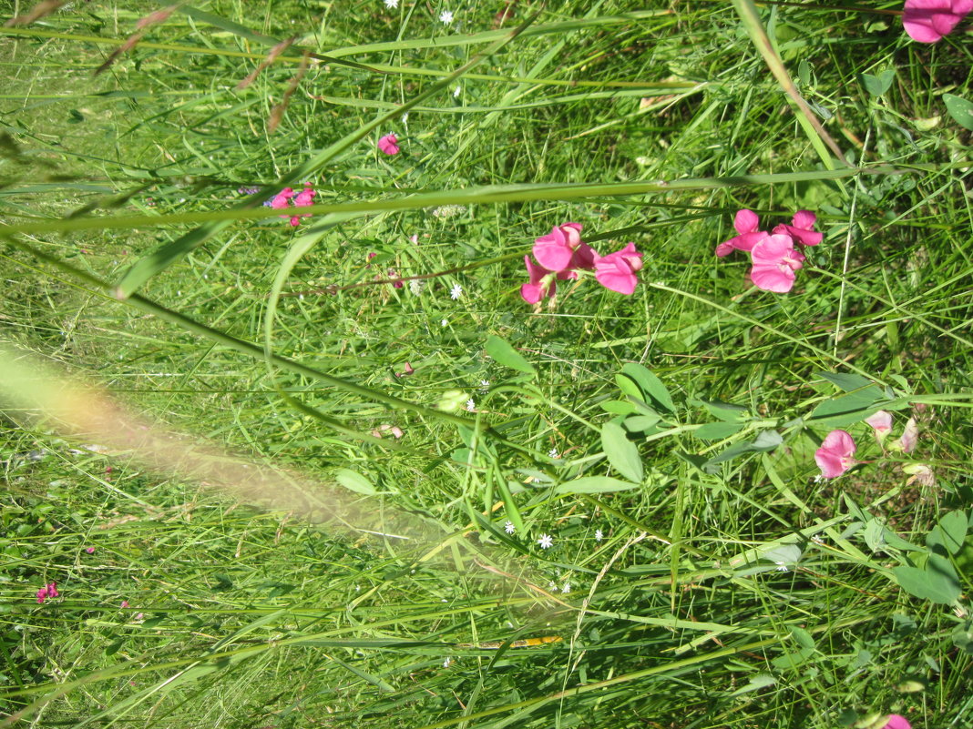 цветы - вероника гениатуллина