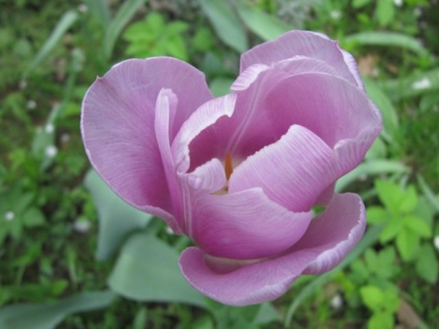 Нежно-розовый тюльпан - Дмитрий Никитин