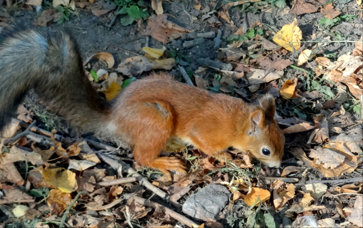 *** - Наталия Короткова