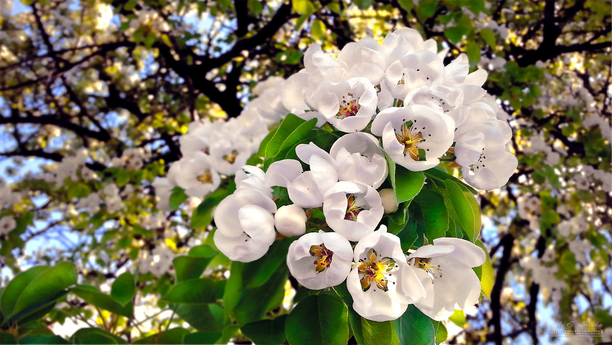 Весенних яблонь аромат - Андрей Шейко