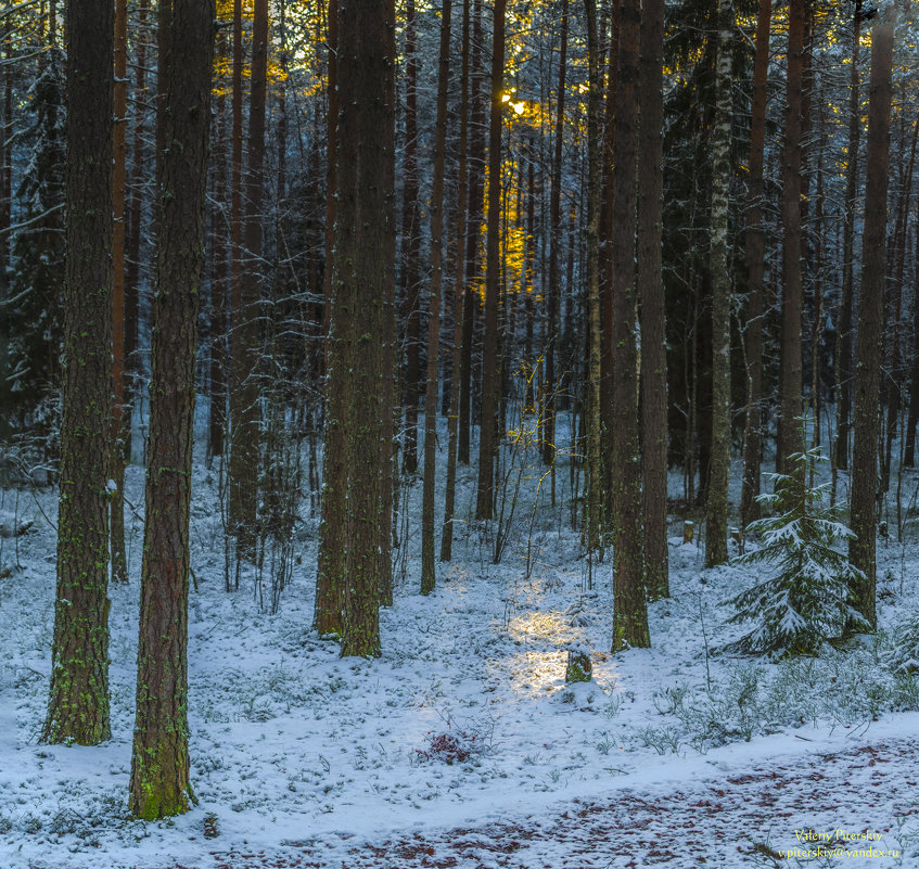 Луч света в зимнем лесу - Valeriy Piterskiy