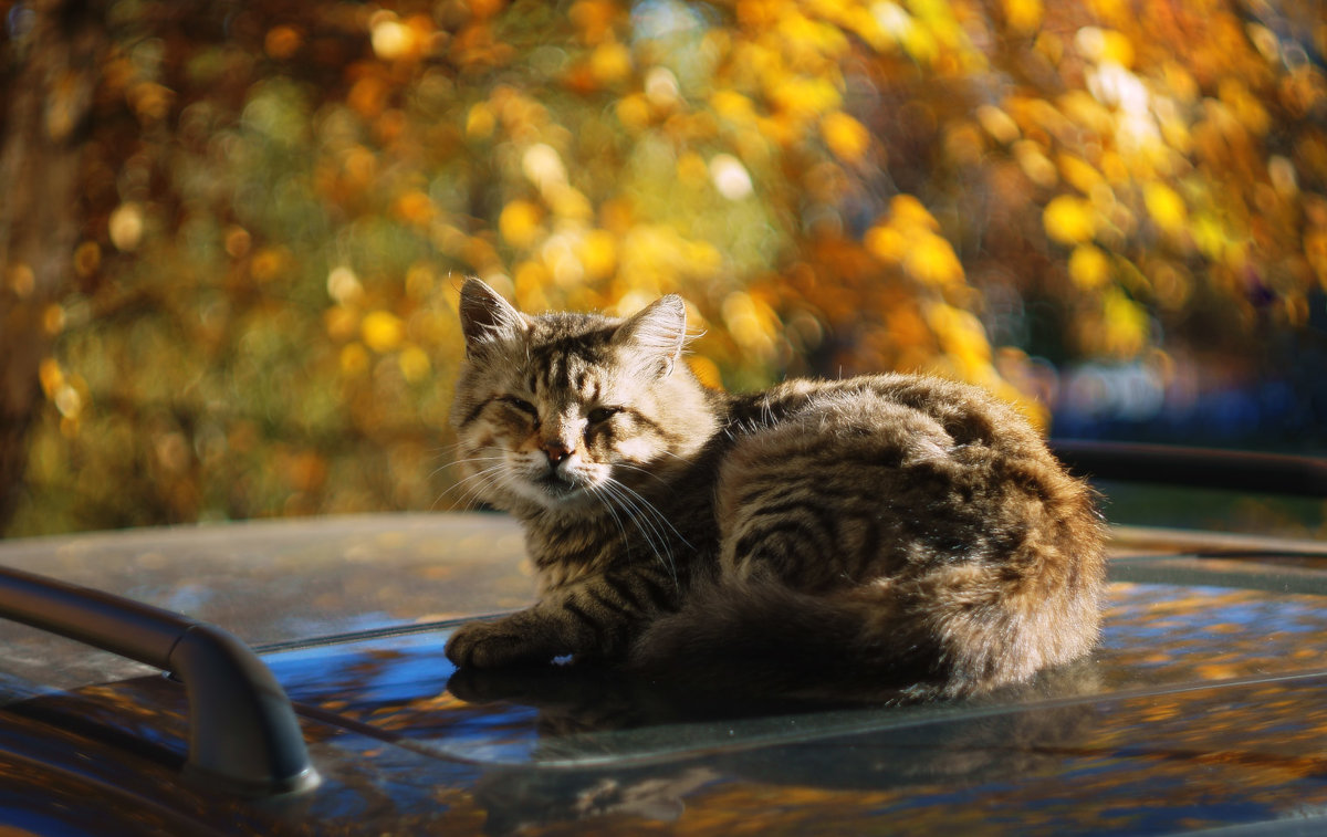 Осенний  кот - =BY=SERG 