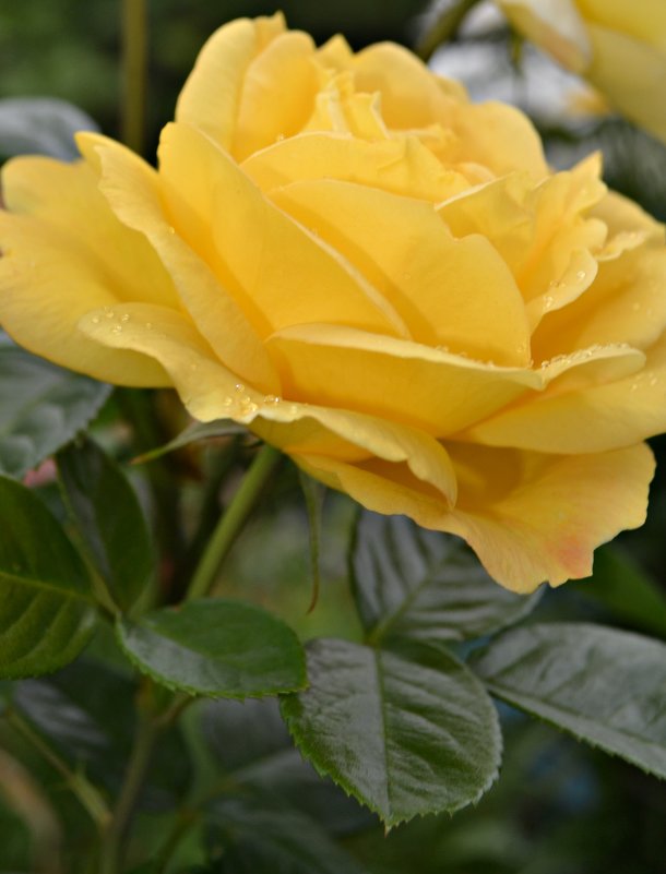 Роза жёлтая - Ольга A.