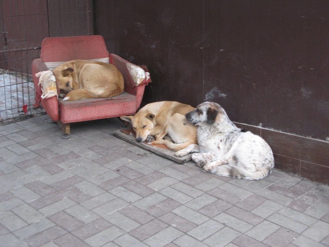 Уличные наблюдения: И у собак есть очередь на занятие руководящего кресла... - Алекс Аро Аро