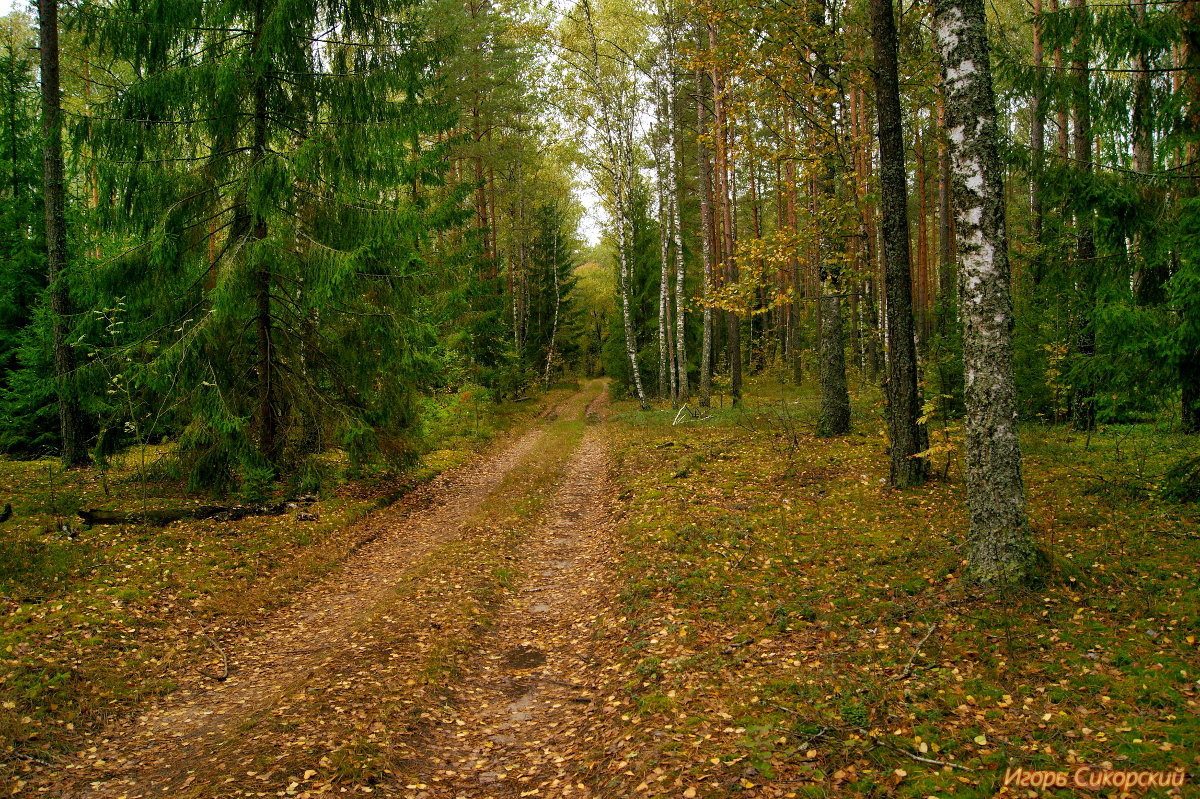 Где то в лесах Белоруссии - Игорь Сикорский