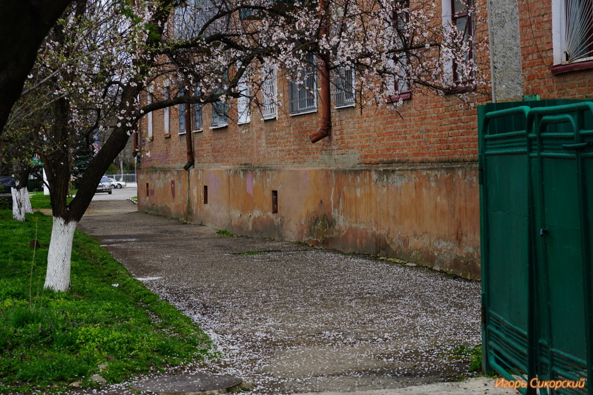Весна на улицах моего города - Игорь Сикорский