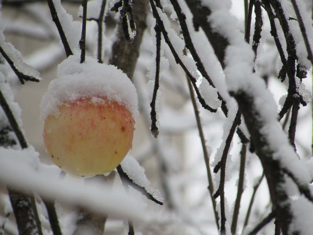 Снежное яблоко - Валюша Черкасова