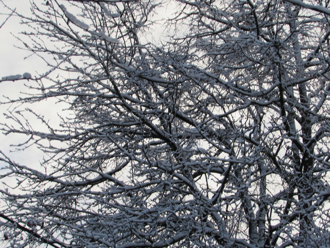 Снежные деревья - Валюша Черкасова