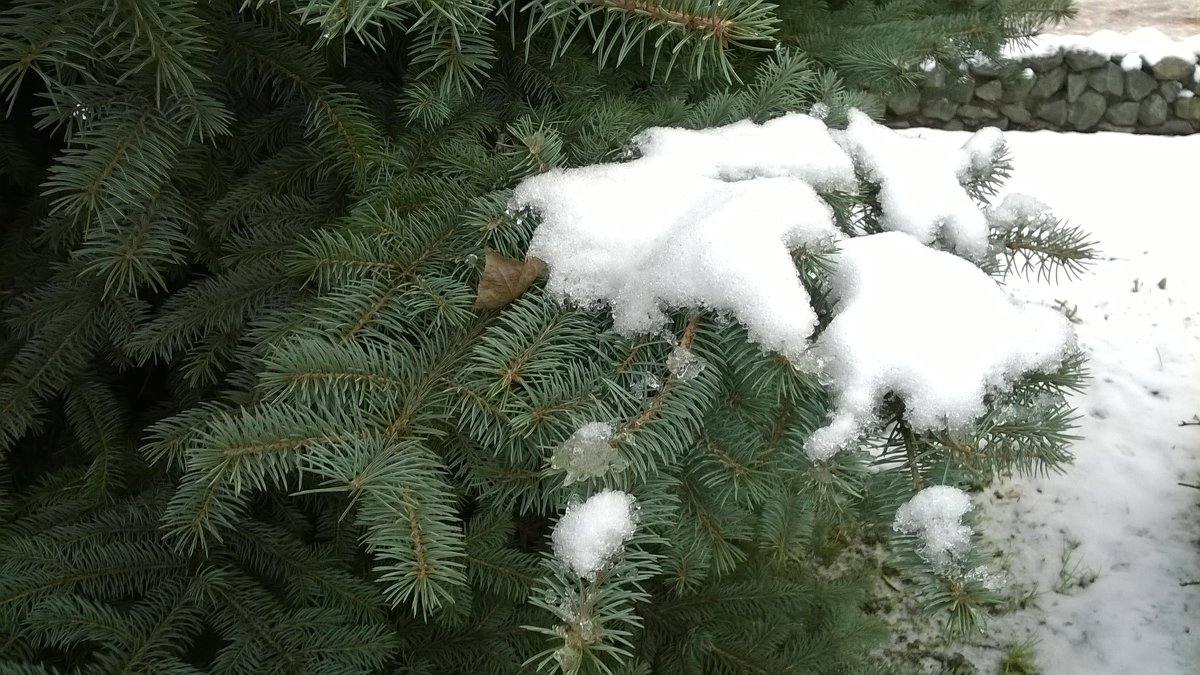 Первый снег - Мила 