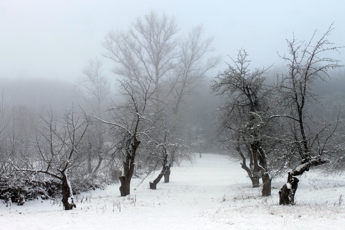 ... старый сад....(из альбома "the country of fog"...) - Александр Герасенков