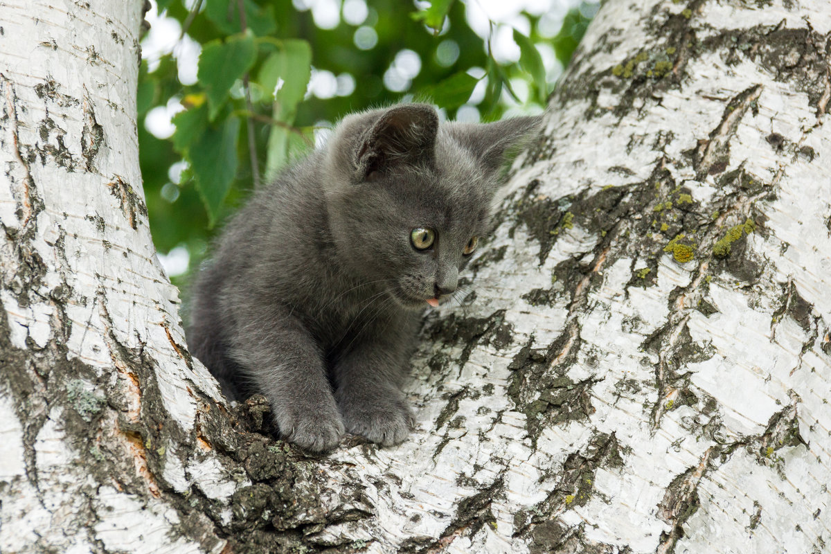 Кот на Березе