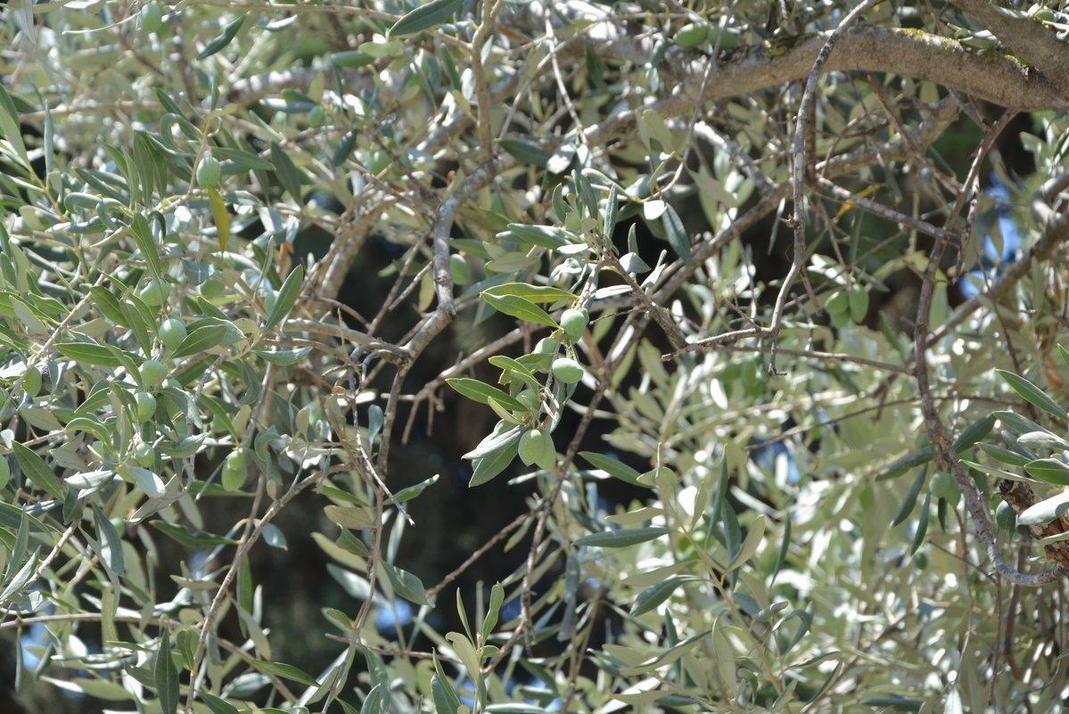 Оливковое дерево - Ефим Хашкес