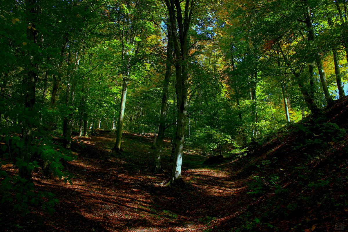 Nature - Anahit Vardanyan