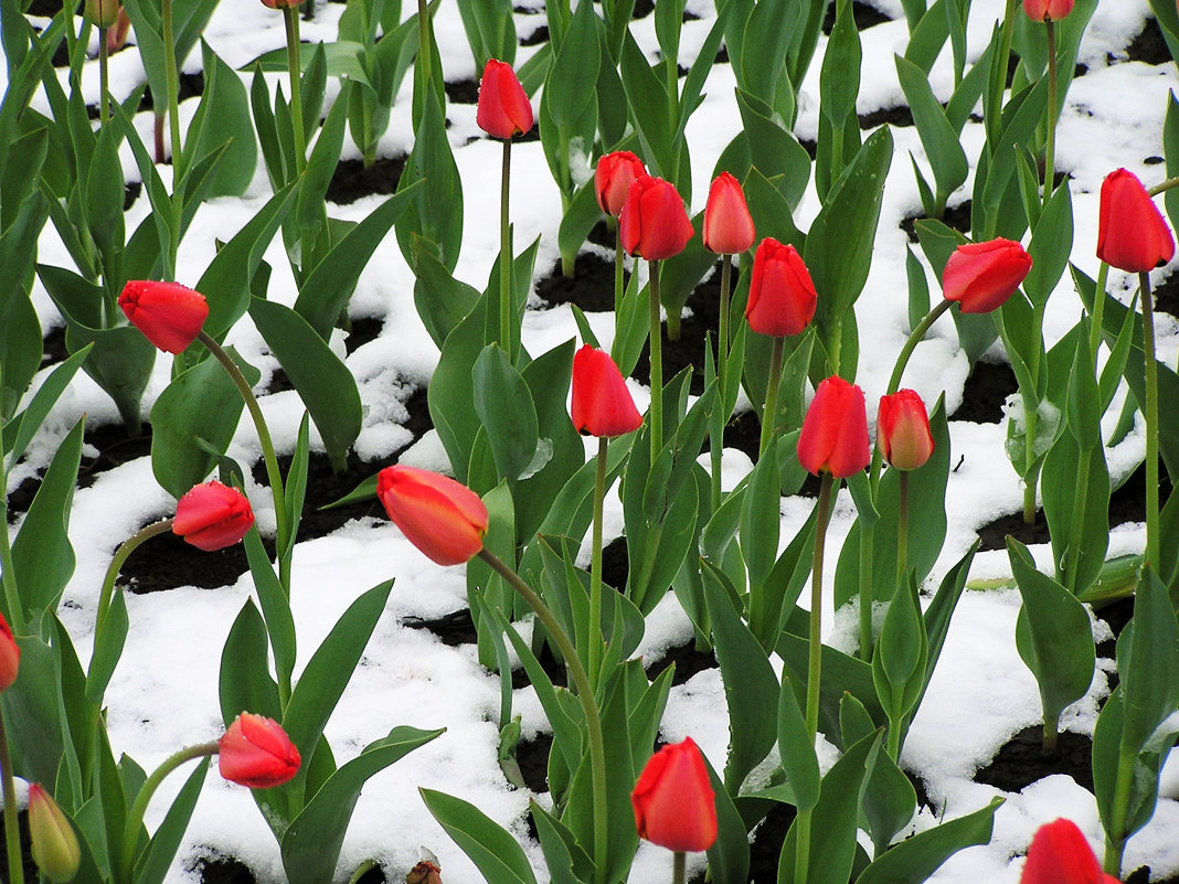Тюльпаны на снегу - Александр Алексеев