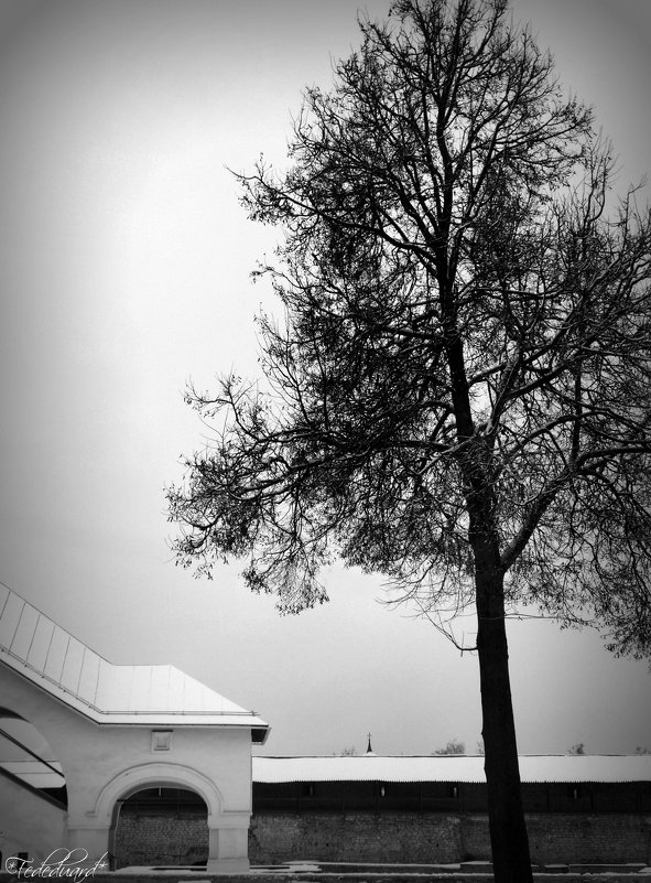 Одинокое дерево в Кремле. - Fededuard Винтанюк