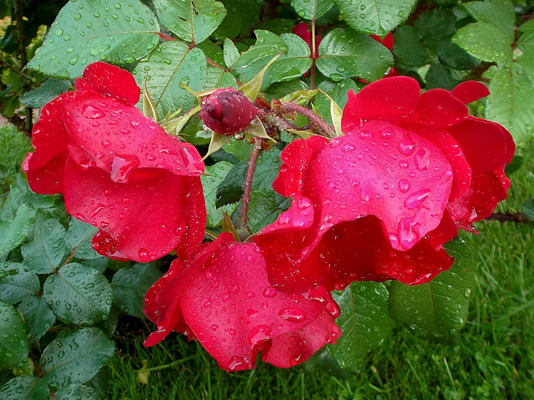 Три красные розы в каплях дождя... - VasiLina *