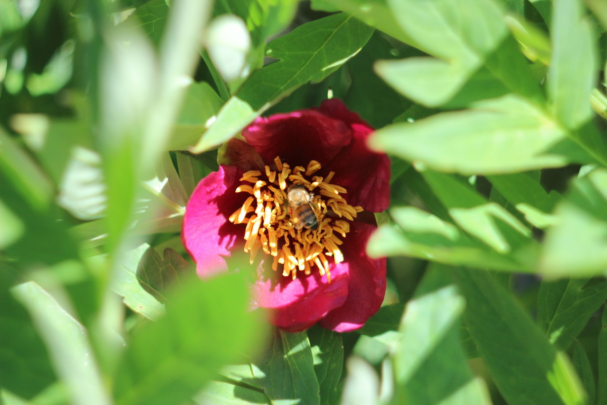 Paeonia officinalis BERGRION, S Europa - Юлия 