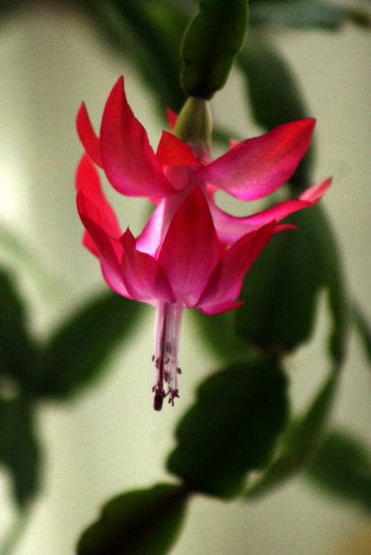 цветок декабриста - petyxov петухов