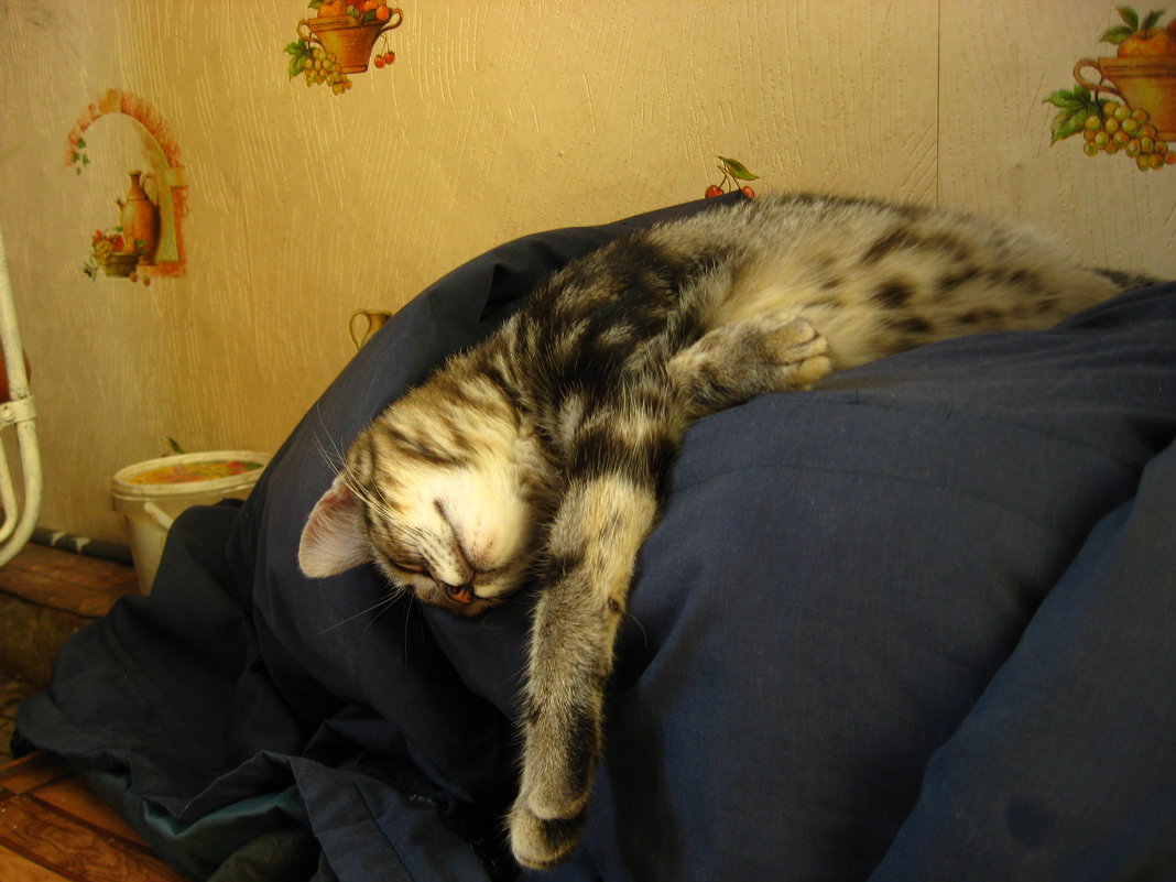 Я и так умею спать...) - Дмитрий 