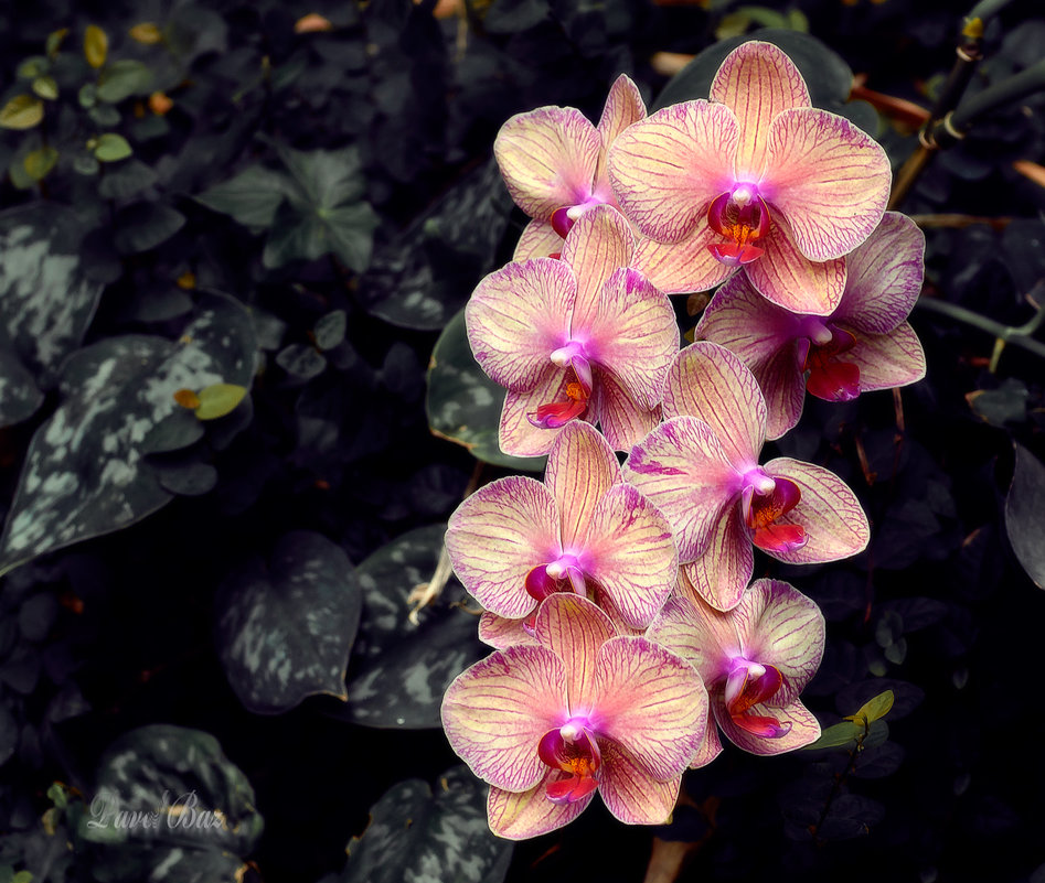 об орхидеях - Павел Баз