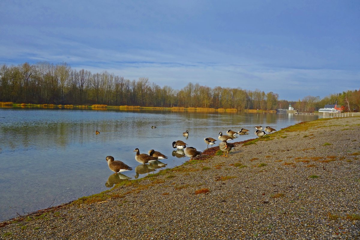 Канадские гуси-редкие гости на нашем озере - Galina Dzubina