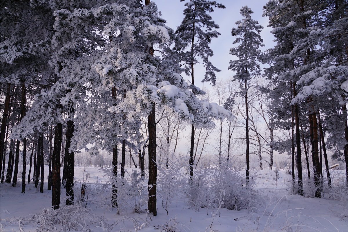 Замёрзший лес - Наталия Григорьева
