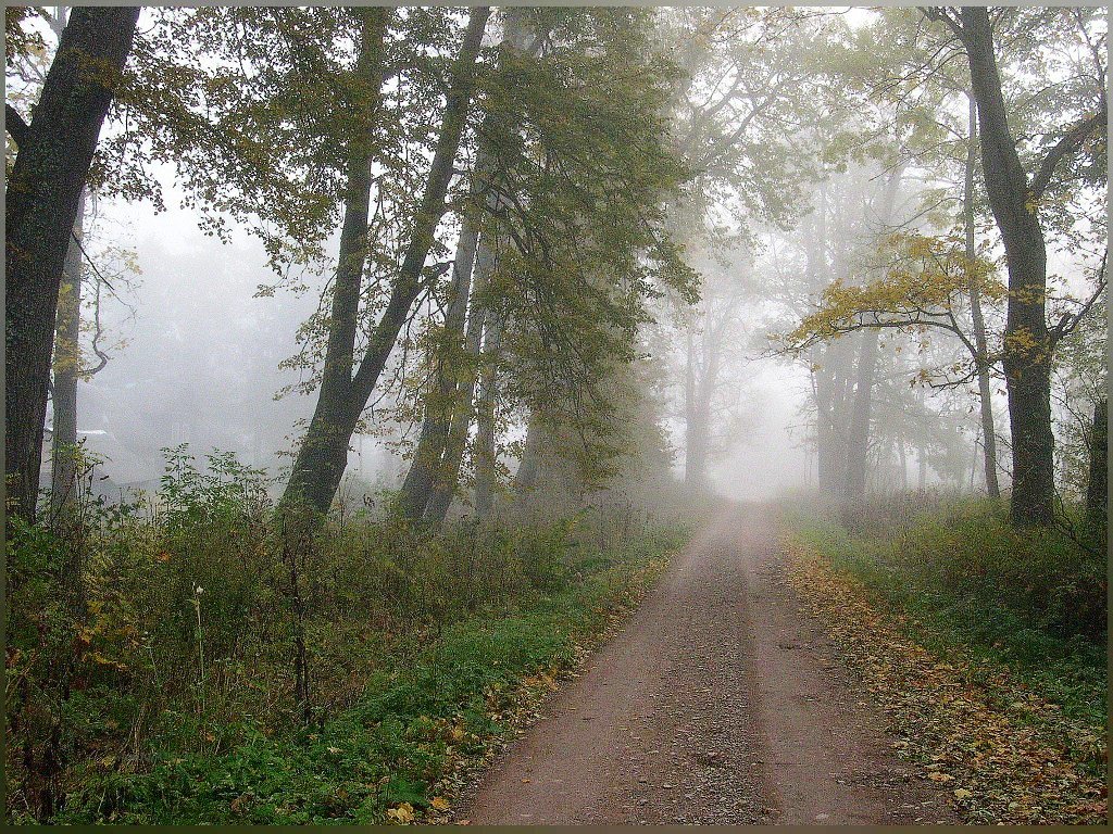 Утренняя дорога в лесу... - Nikolay Shumilov