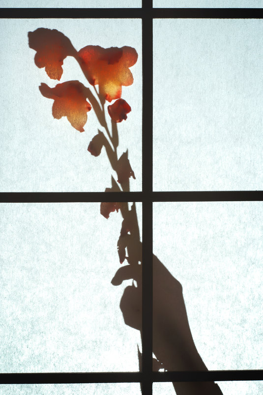 Shadow flower - Eugenia Kovalyova