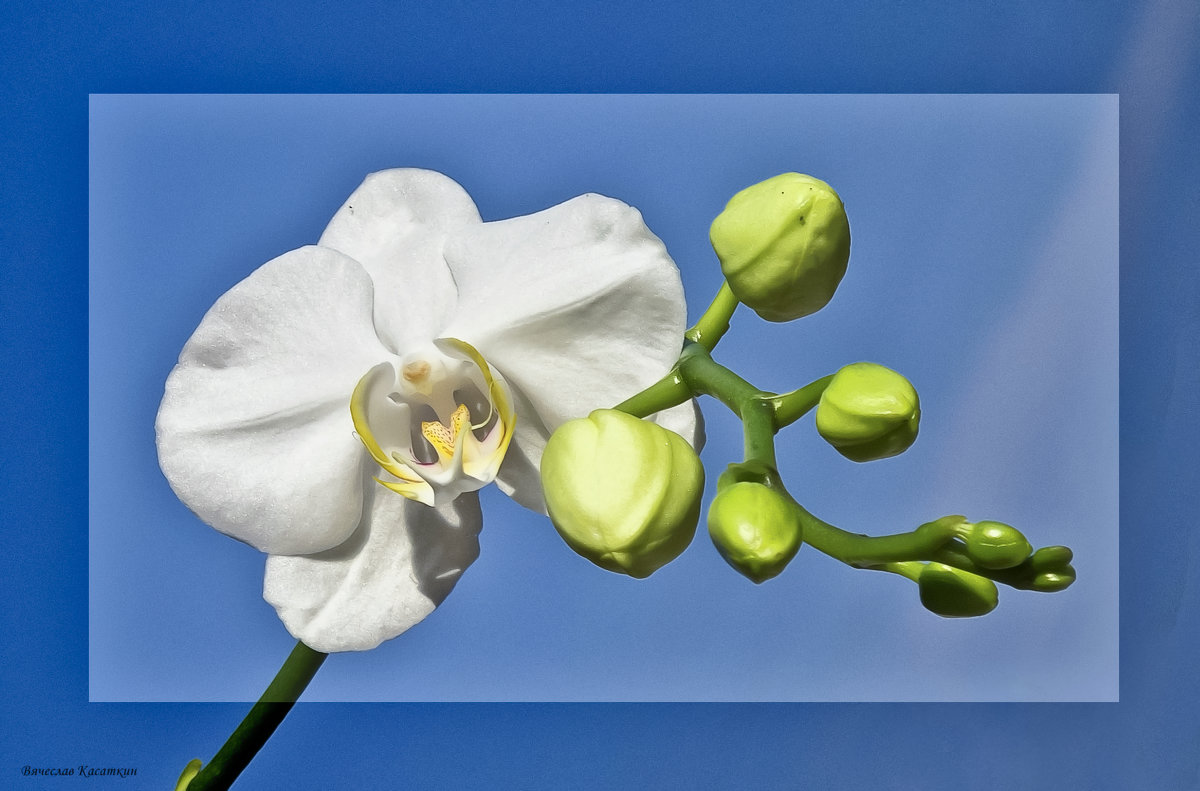 Цветок орхидеи - Вячеслав Касаткин