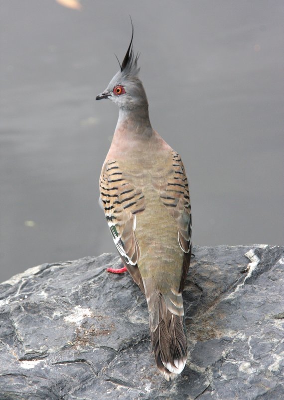 Хохлатый бронзовокрылый голубь — Crested Pigeon, Ocyphaps lophotes - Антонина 