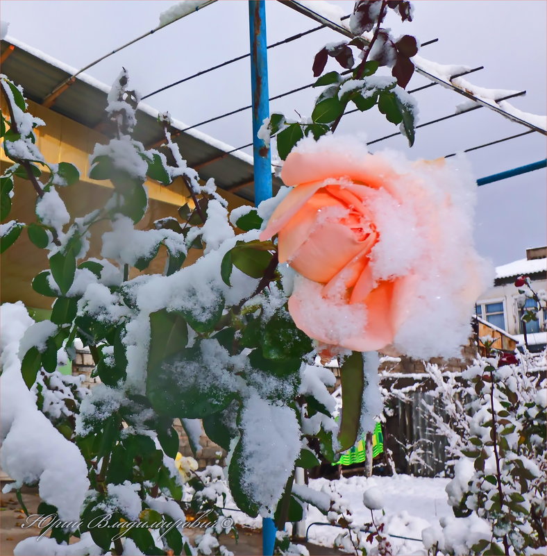 роза в снегу - Юрий Владимирович