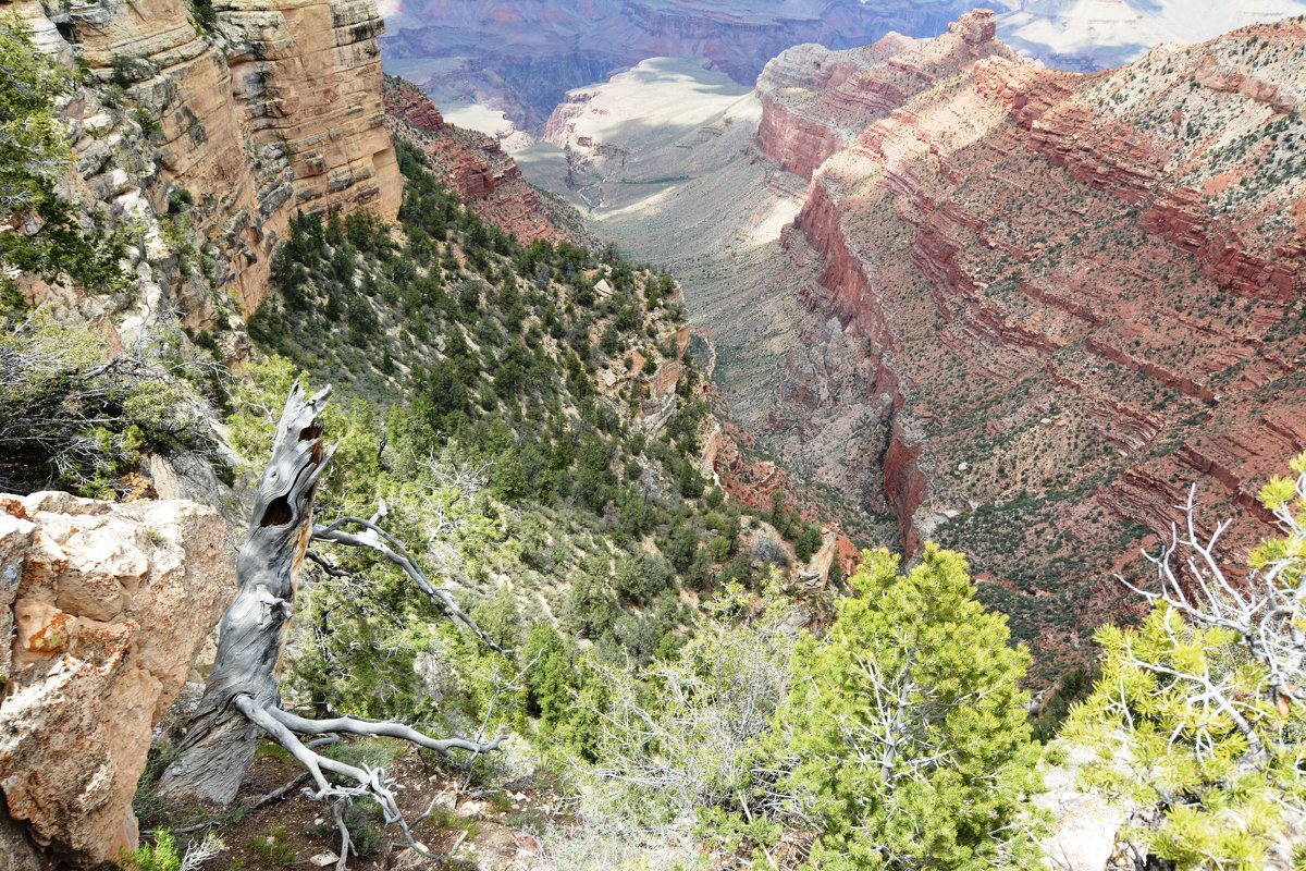 Grand Canyon National Park. - Галина 