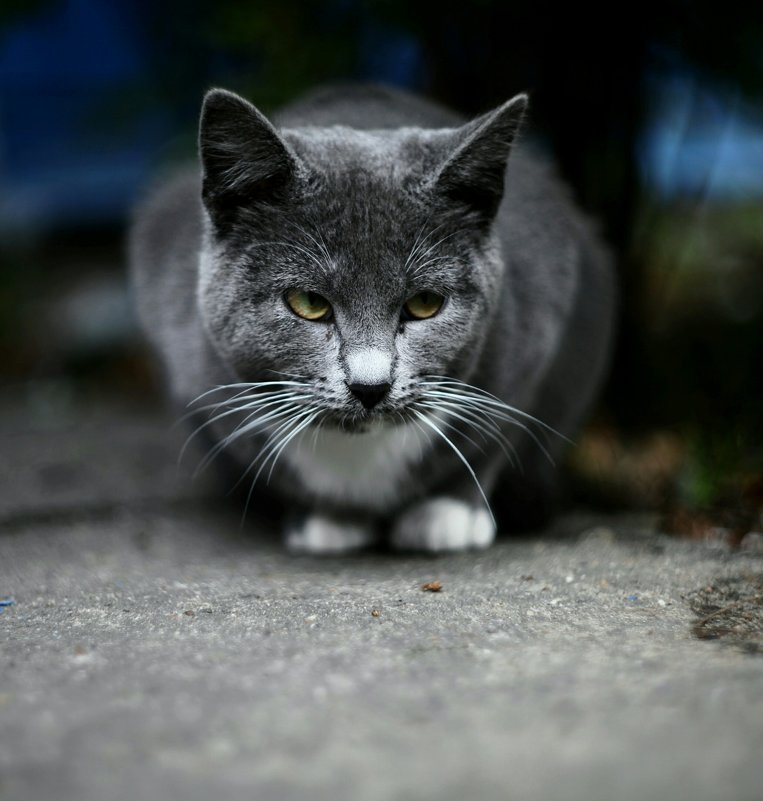 Серый кот - Евгения Ки