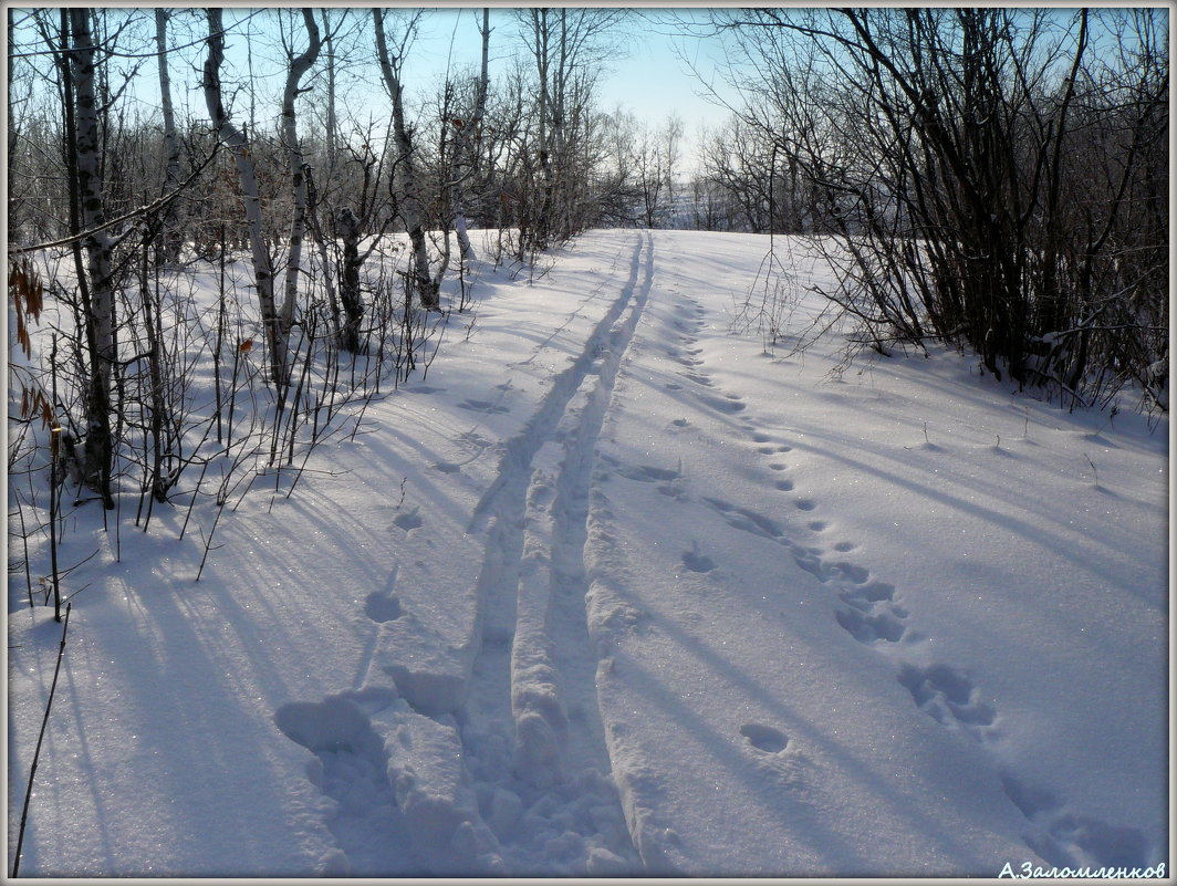 На зимней прогулке - Андрей Заломленков