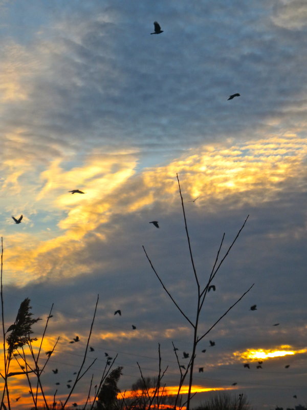 птицы с облаками - Елена 
