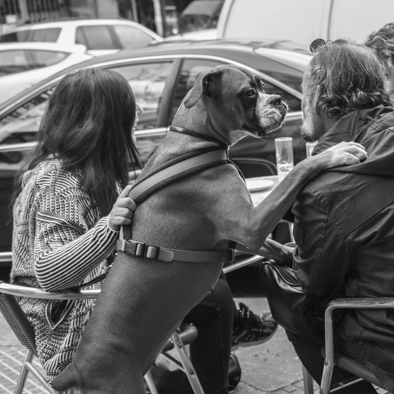 Собачья жизнь в Мадриде... - Людмила Синицына