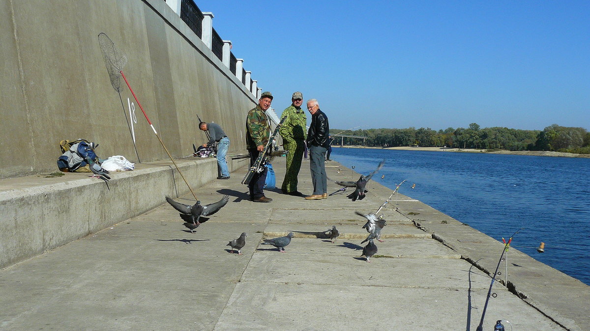 рыбаки и их соседи-голуби (каша от прикорма остается...) - Александр Прокудин