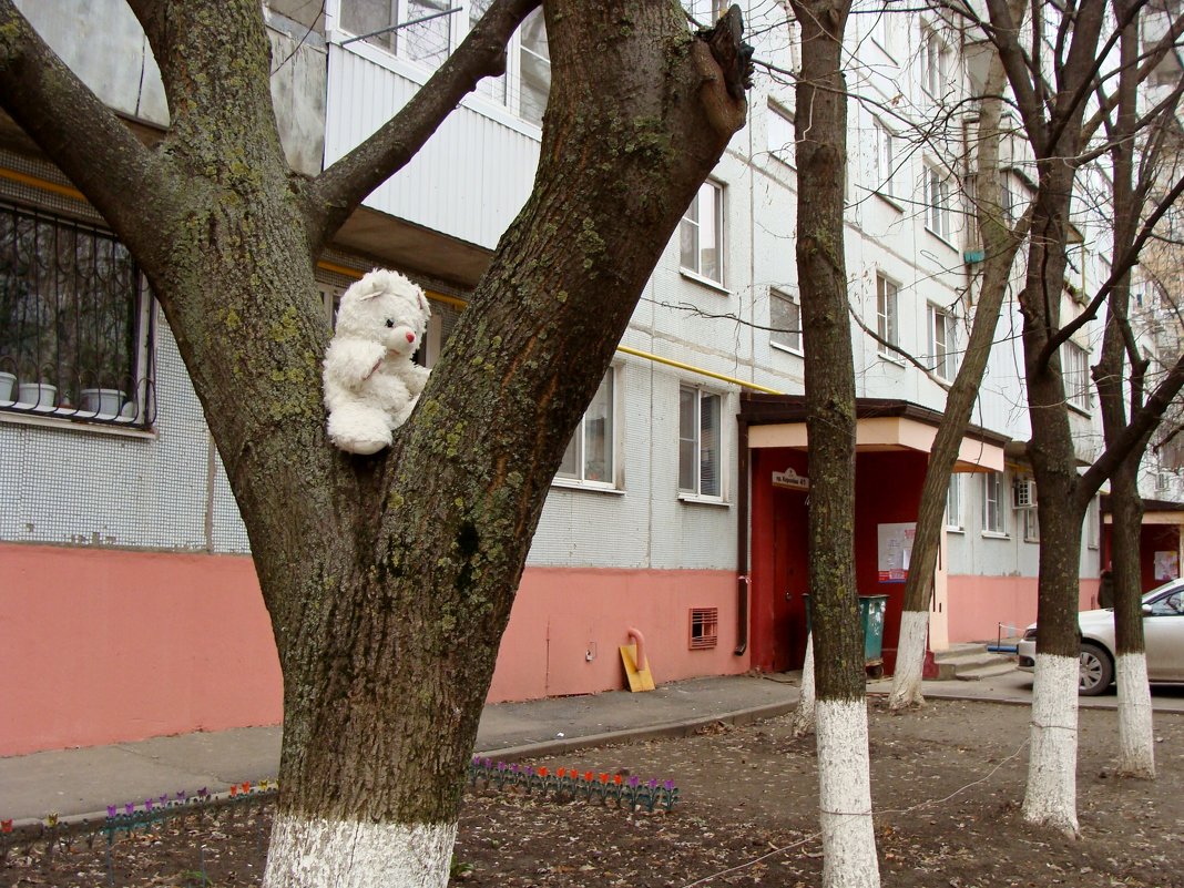 американский миф: в России медведи по городу ходят... и лазают по деревьям - Olga Grebennikova