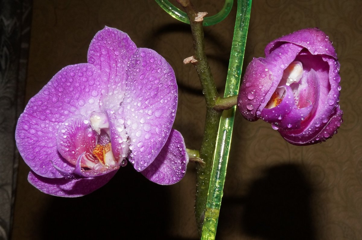 Орхидея 2 - Елена Федотова