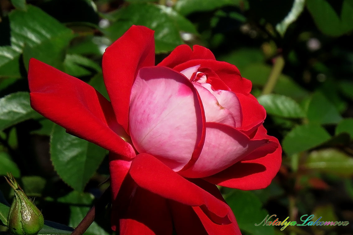 За красоту мы дюбим розы - Наталья Лакомова