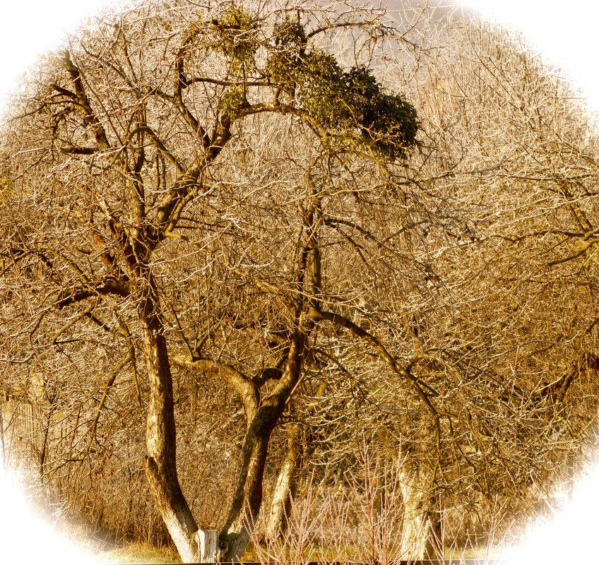 Дерево - Леонид Шаян