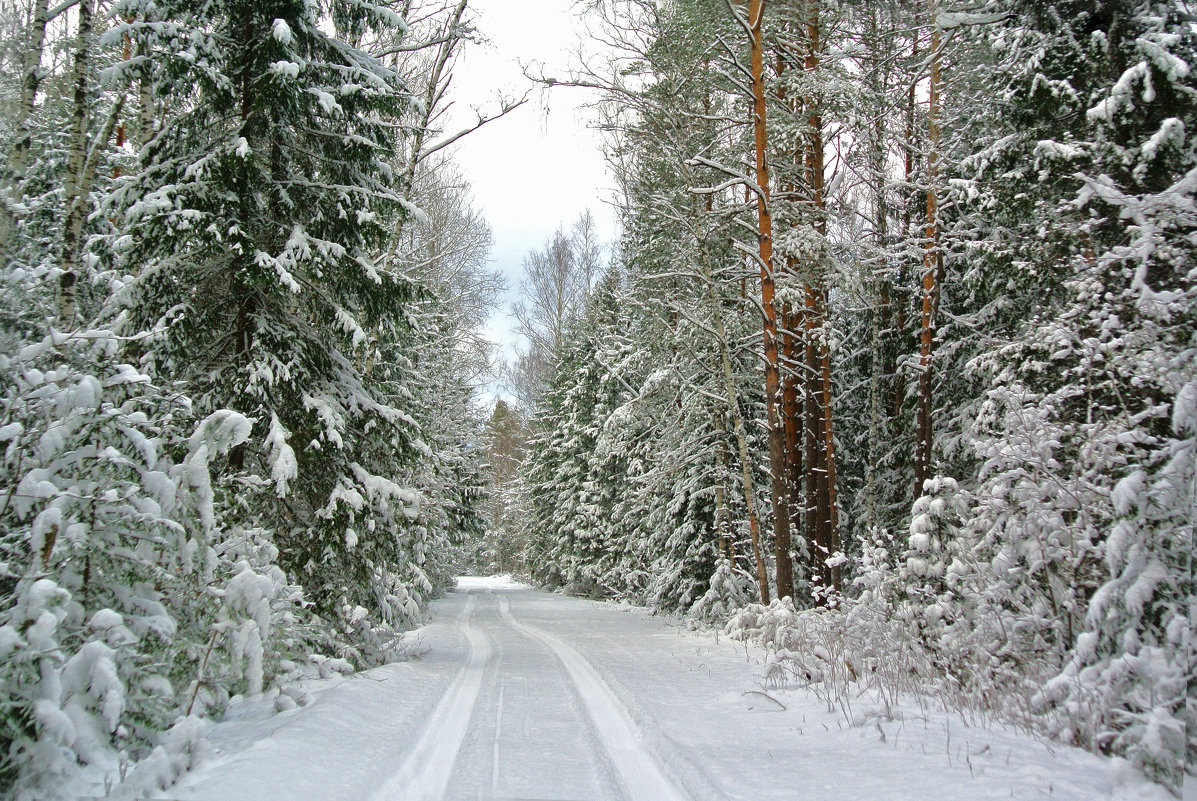 Прогулка по лесным дорогам..а через два дня снег начал таять,пришла оттепель.. - Алла Кочергина